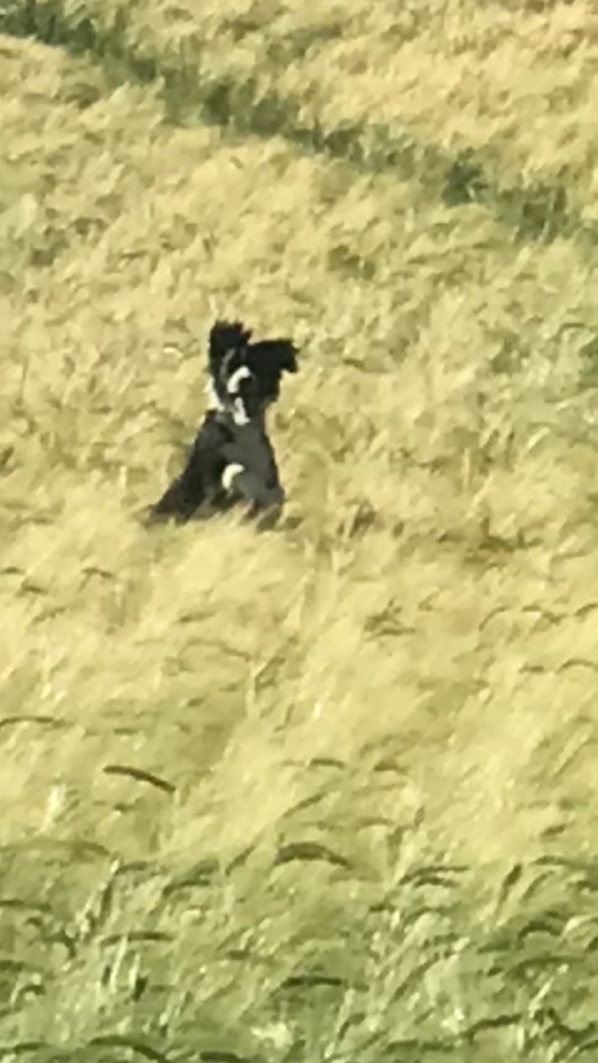 Where’s my mum 😱 oooh over there 🐶🐶