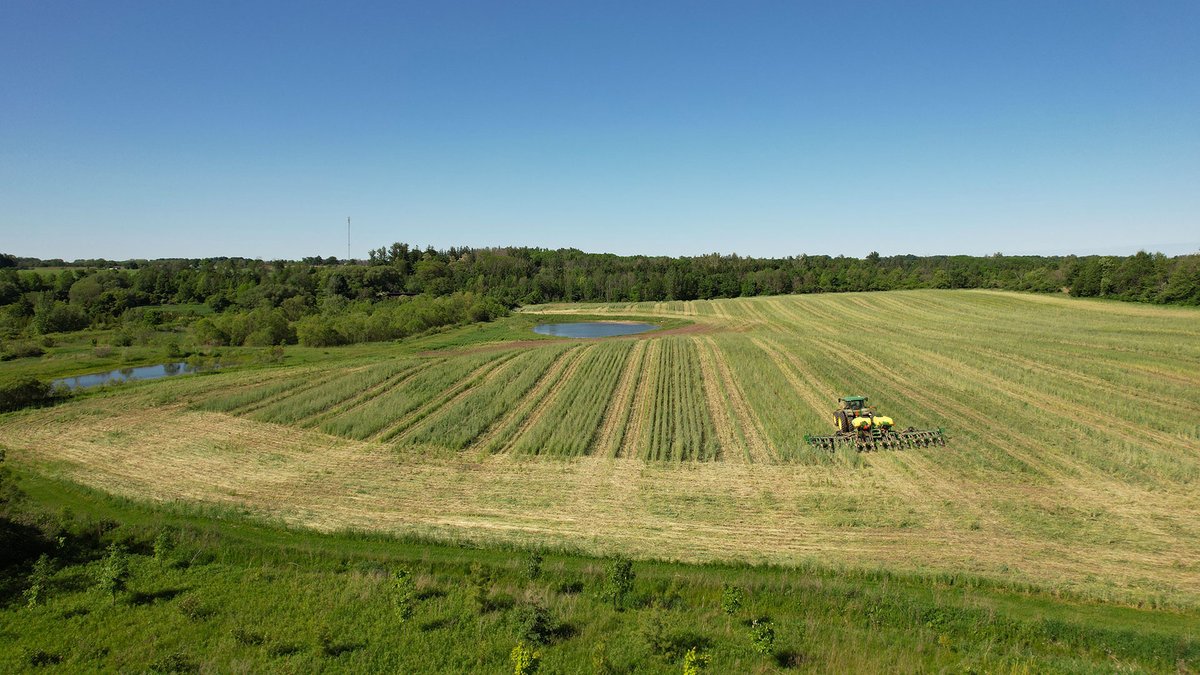 HealthyLkHuron's tweet photo. Beans are coming! The Demo farm at Huronview was planted June 2 into a 6-foot-tall cover crop. Front two fields were planted green on 15-inch rows and roller-crimped with no spray. The back field was strip-tilled and planted on 30-inch rows, sprayed and rolled. Have a look today! https://t.co/R21J2OKW8S