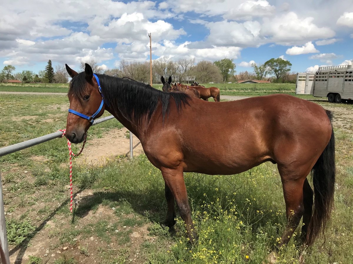 ShoshoneNF's tweet photo. Our stock program not only assists other @forestservice units w/trail projects, our staff also purchases stock for other national forests! Just this spring, our staff have purchased 17 horses & mules that will be transferred to the @GMUG_NF @TontoForest & @FS_MBRTB #StockSaturday https://t.co/PHaXV7hLd1