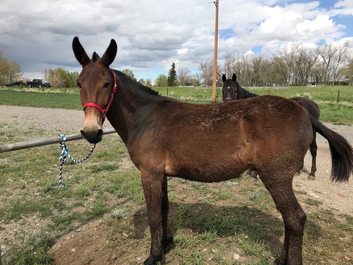 ShoshoneNF's tweet photo. Our stock program not only assists other @forestservice units w/trail projects, our staff also purchases stock for other national forests! Just this spring, our staff have purchased 17 horses & mules that will be transferred to the @GMUG_NF @TontoForest & @FS_MBRTB #StockSaturday https://t.co/PHaXV7hLd1
