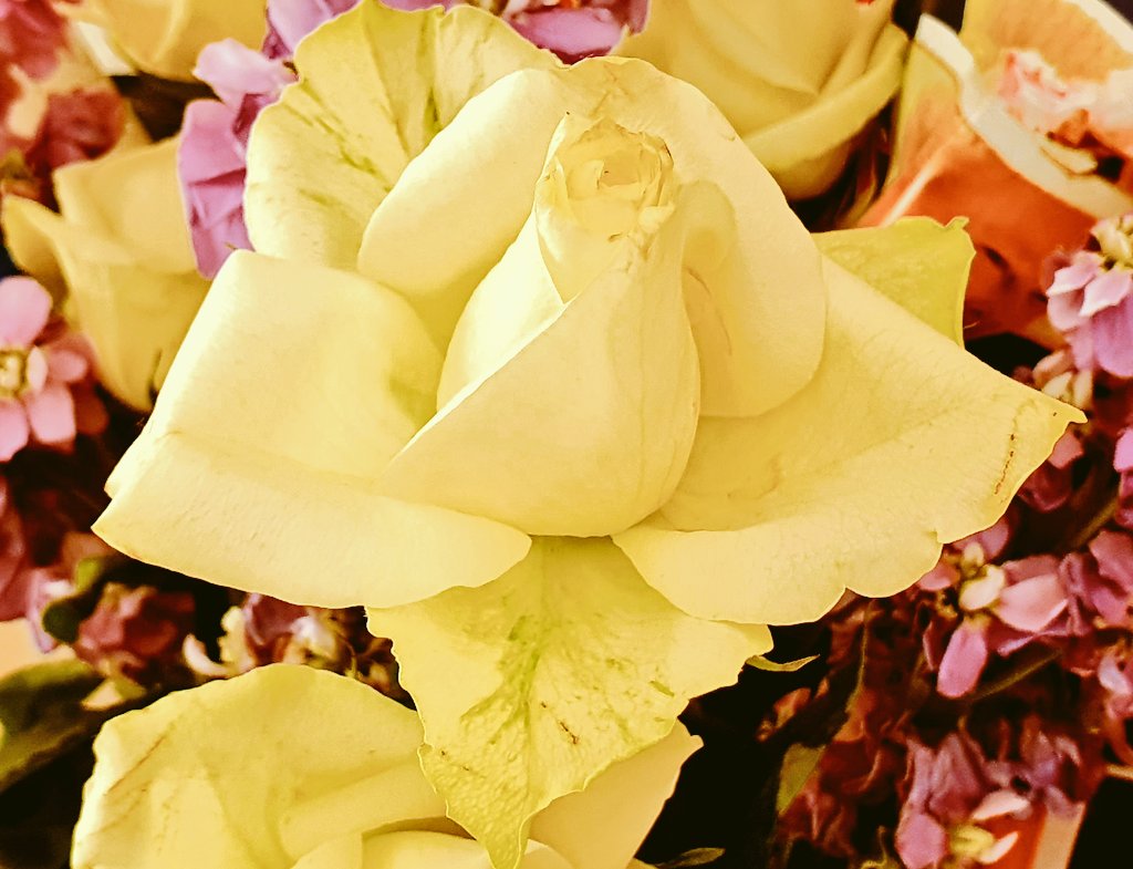 HenseyJean's tweet photo. The beauty of the #ROSE....A friend bought me these roses 10 days ago &amp; they still look #beautiful 😍 They are actually cream in colour &amp; said to symbolise #Charm &amp; #Thoughfulness 👌They are said to be ideal for friends/family going through a tough time. Hope these help you  🙏 https://t.co/hUcM5wYpRS