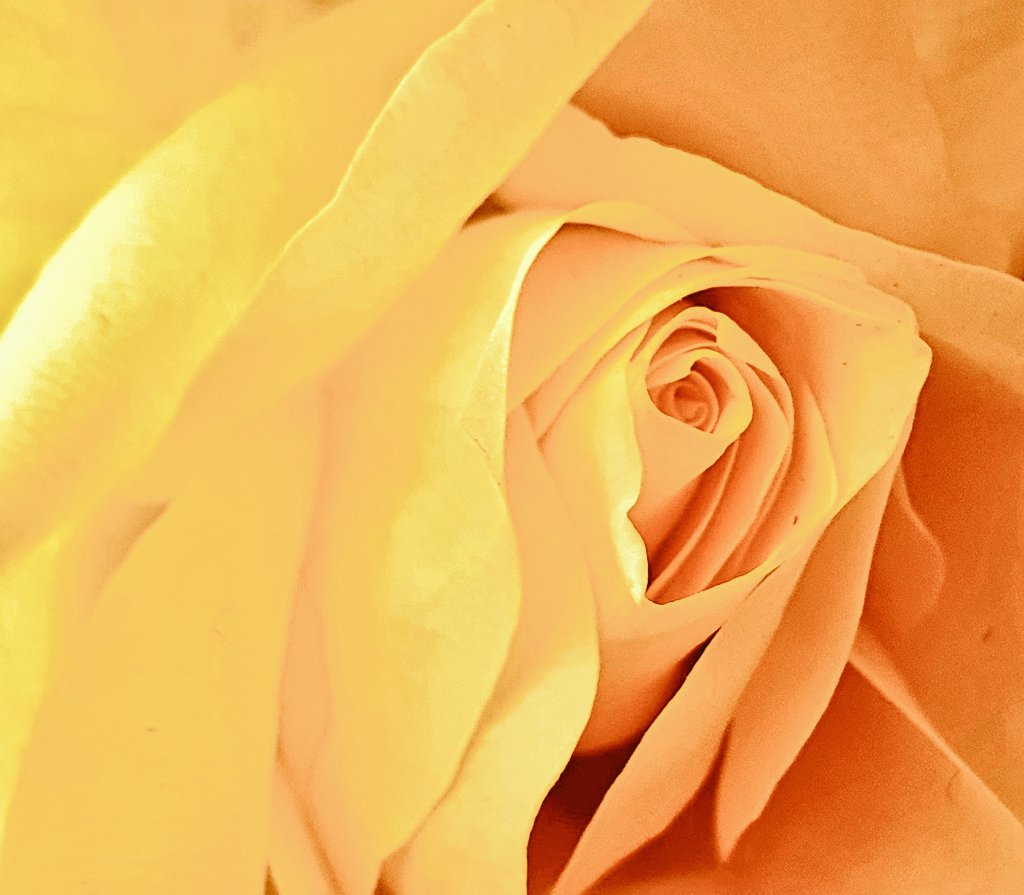 HenseyJean's tweet photo. The beauty of the #ROSE....A friend bought me these roses 10 days ago &amp; they still look #beautiful 😍 They are actually cream in colour &amp; said to symbolise #Charm &amp; #Thoughfulness 👌They are said to be ideal for friends/family going through a tough time. Hope these help you  🙏 https://t.co/hUcM5wYpRS