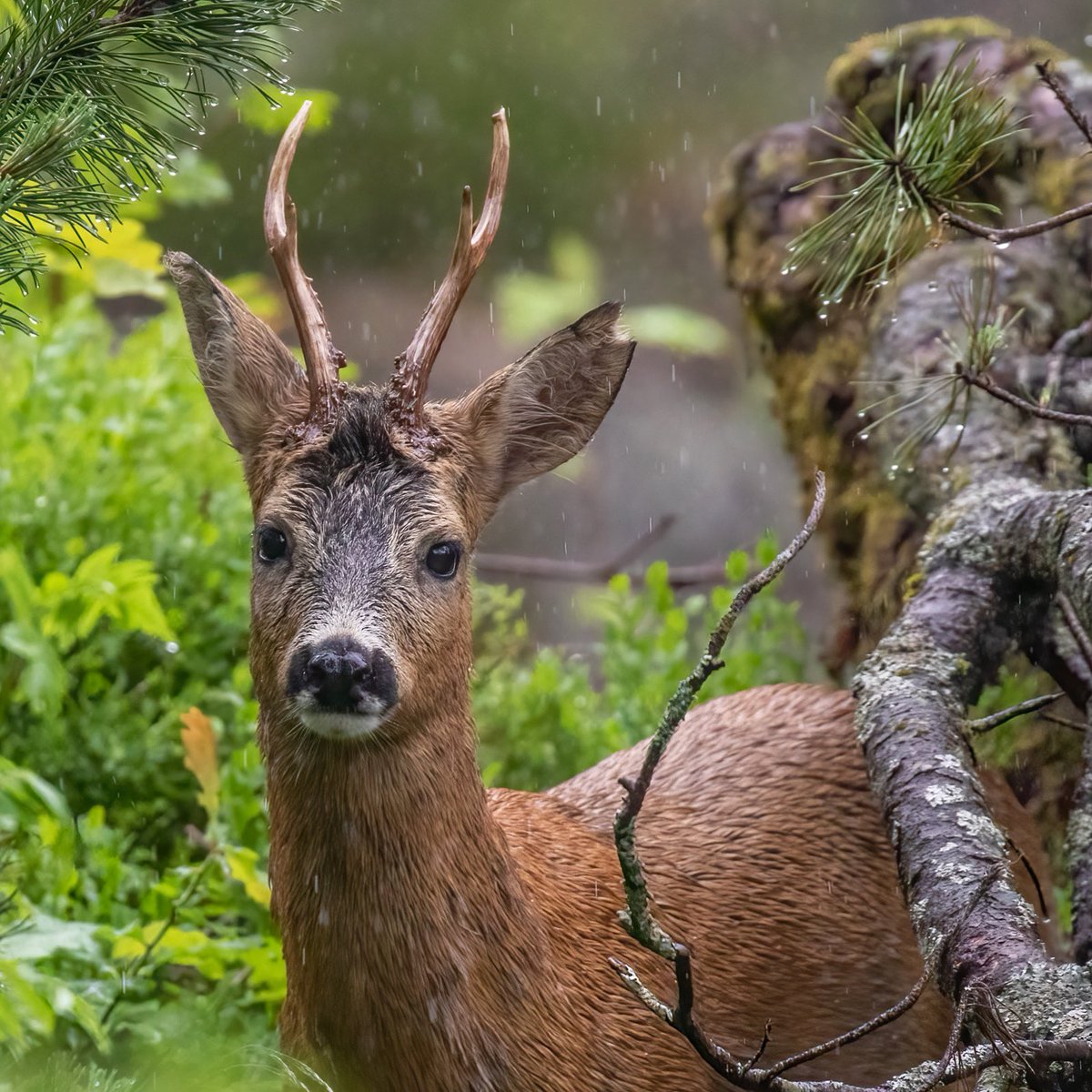 amlarsen's tweet image. Stirrekonkurranse i regnværet i går 😁 #StaringContest
