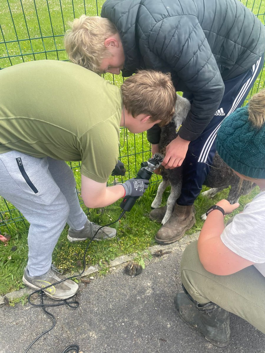 Livvi_Fay's tweet photo. An afternoon of shearing - even got the boys stuck in. 🐑 ☀️ Don’t think we did a bad job ? #schoolfarm #farmlife #LPTF @bolton_pru @LeverParkSchool https://t.co/9ky95PItSg