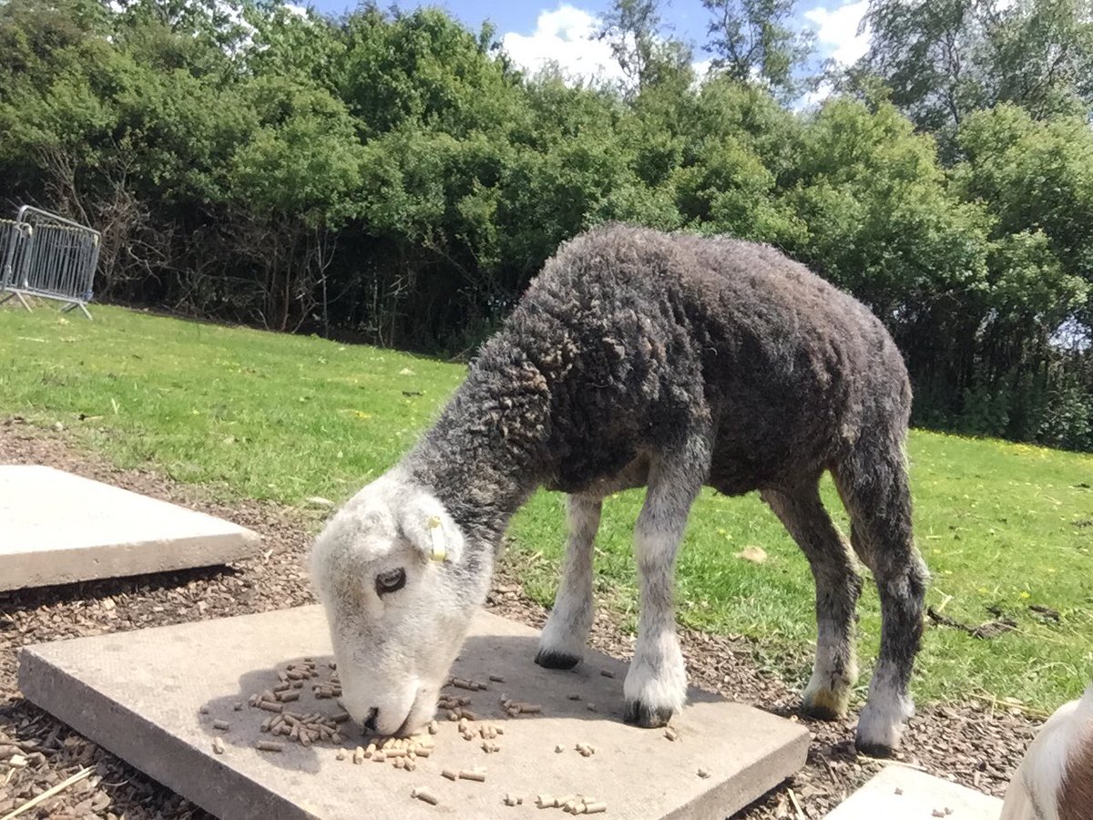 Livvi_Fay's tweet photo. An afternoon of shearing - even got the boys stuck in. 🐑 ☀️ Don’t think we did a bad job ? #schoolfarm #farmlife #LPTF @bolton_pru @LeverParkSchool https://t.co/9ky95PItSg