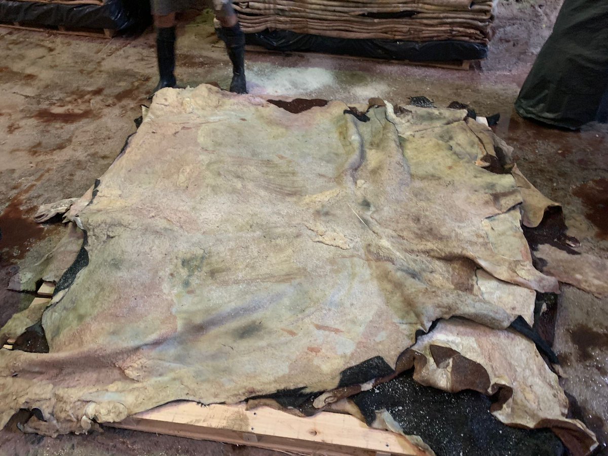 affiliate_key's tweet photo. Wet Salted Bovine Hides
100% European Breeds
Machine Flayed
Argentina Origin
No Grub, Hump, Ticks
4 * 40' CTNS Available
Good Price To India, China, and more...
WhatsApp +91 90083 78046
#rawleather #tannery #saltedhides https://t.co/33m4GRaxQR