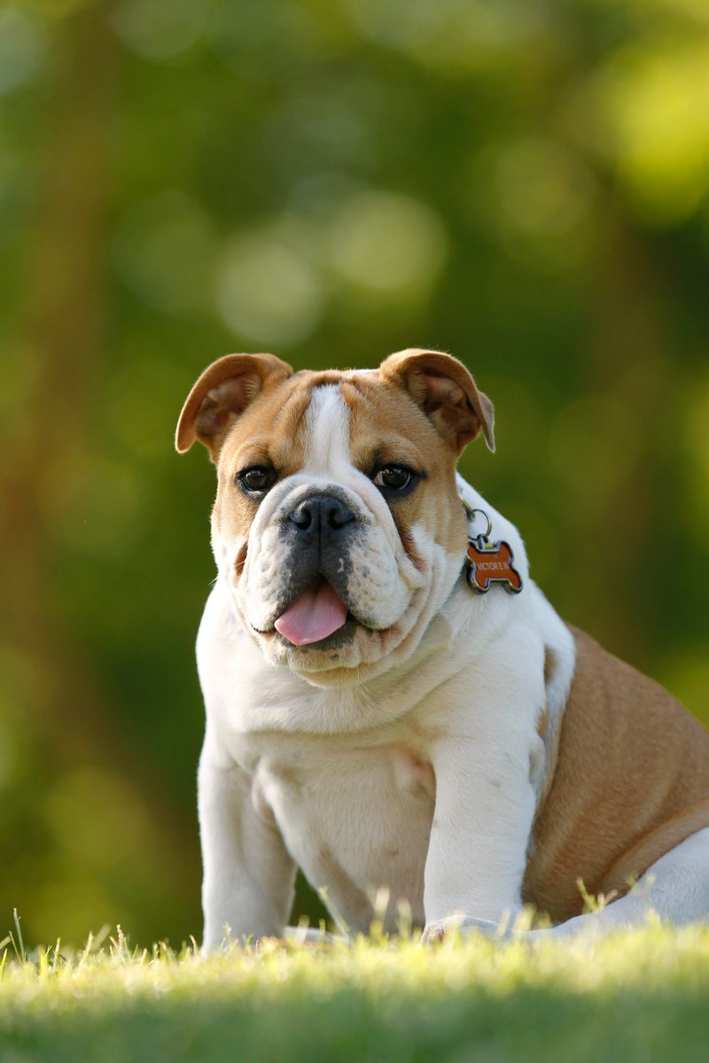 VictorEBulldog tweet picture