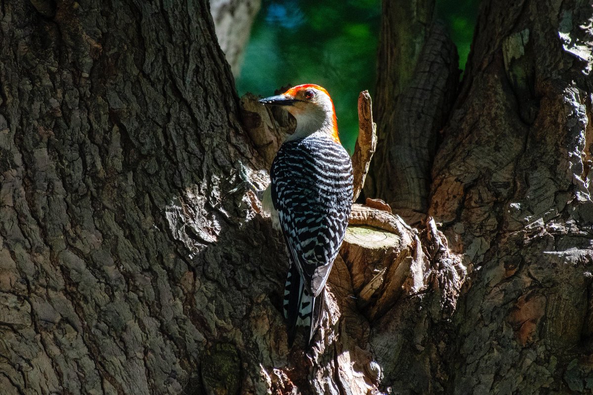 meganmaher4's tweet photo. Red-bellied woodpecker 🪶🌲 #woodpecker #redbelliedwoodpecker #birdwatching #newyork #hudsonvalley #backyardbirds https://t.co/oMf76P2lFe