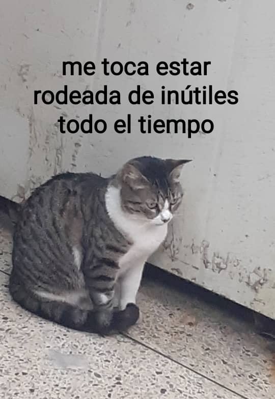 Victordgon's tweet photo. Semestre que empieza, semestre en el que mandan un trabajo grupal en el cual me toca hacer todo porque la gente va cero pendiente https://t.co/i47yNwyEfo