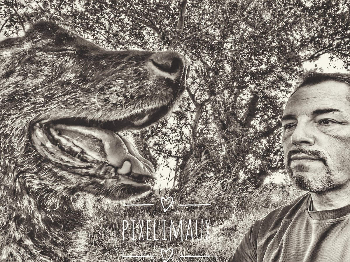 Pixelimaux's tweet photo. Goran, plus je te vois , plus je t admire.  Déjà 11 ans
#bergerhollandais  #gendarmerienationale
#policedog #k9unit #k9 #doglover #dogstagram #selfie #selfiedog #policek9 #chienpolicier #chien #gendarmerienationale #gendarmerie #workingdog #psig #dogpolice #dogstagram #policek9 https://t.co/01TZ5bzaY1