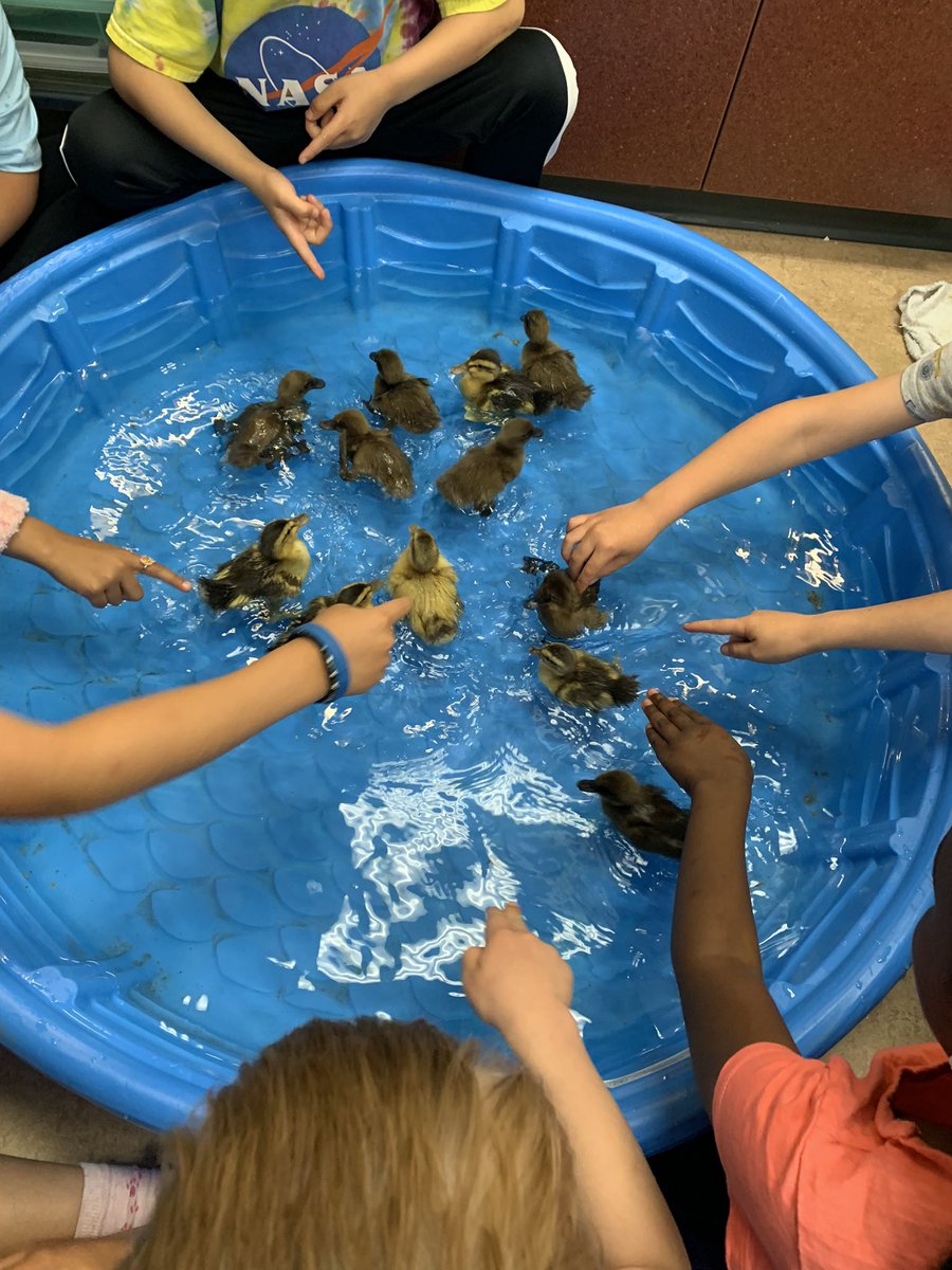 Our ducks hatched! We have some very happy little learners. <a href="/RegPublicSchool/">Regina Public Schools</a>