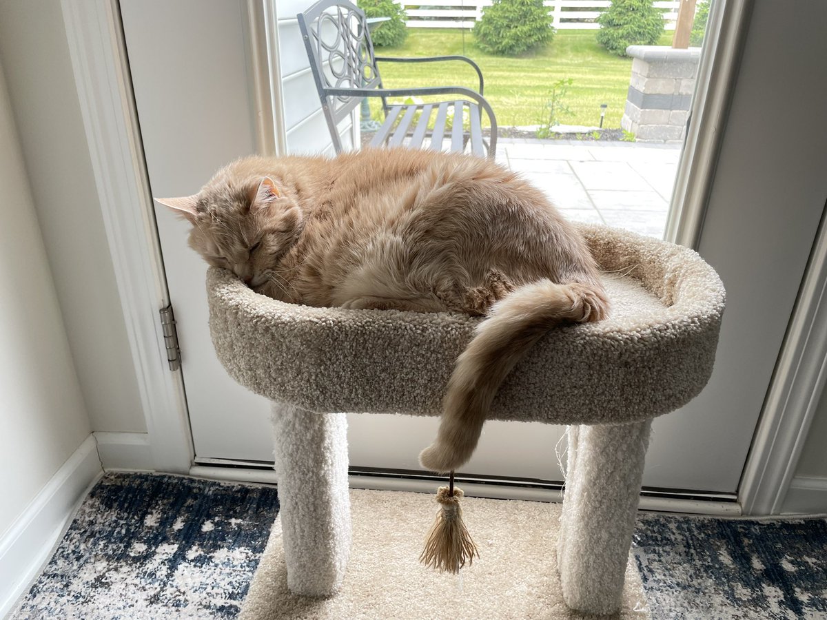 riley_fat's tweet photo. Friday snoozes!! Have a great weekend pals 🐾 https://t.co/IMXZFoNFcK
