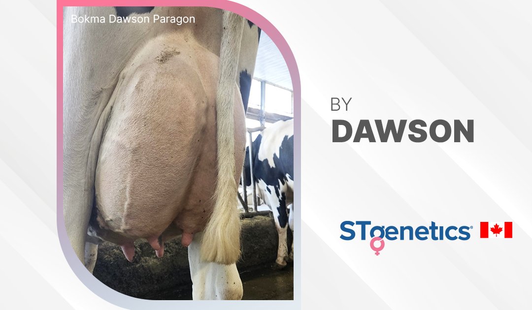 📸 Bokma Dawson Paragon VG-85 2Y-CAN by DAWSON from #STgenetics in 🇨🇦 DAWSON is the perfect Proven choice to boost both production and profits! He stays firmly as the # 1 combined Milk &amp; UDC sire in the breed! DAWSON is available in #Ultraplus™! More: bit.ly/3sQ5r8j