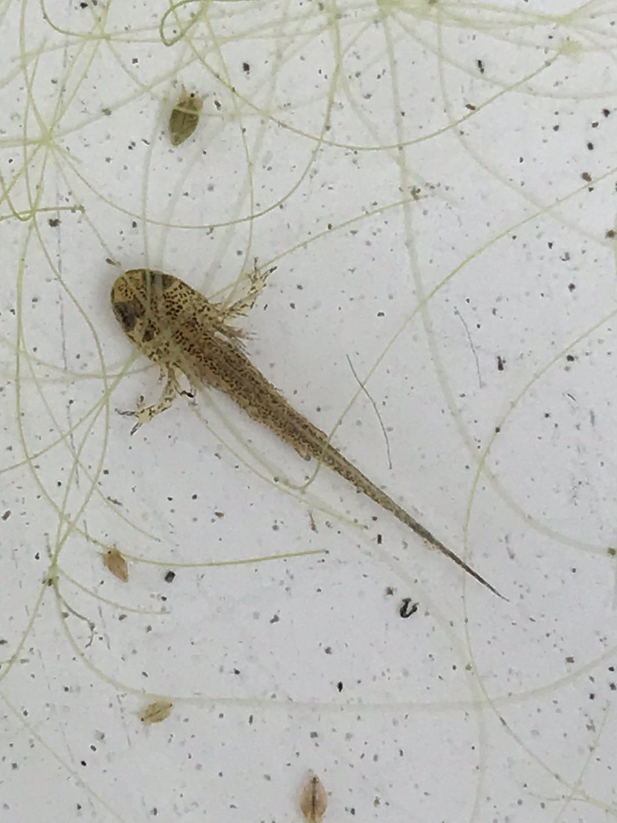 FearonLiz's tweet photo. @BBCSpringwatch any ideas what sort of newt this is? There are loads in our pond. Or is it too young to tell? Thanks https://t.co/5GdsNzTIeq