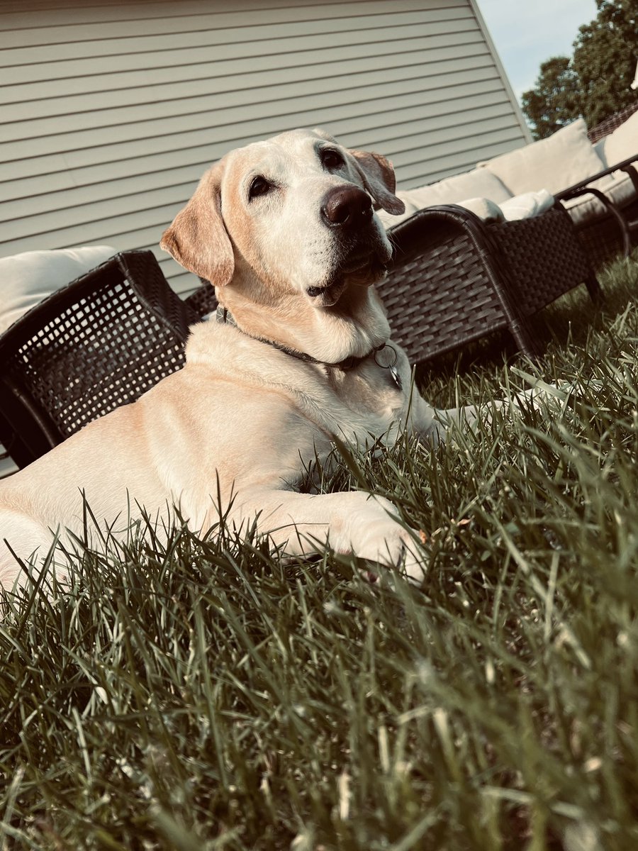kenadijohnson1's tweet photo. Photoshoot with my sweet old girl to brighten everyone’s Friday 💛☀️ https://t.co/d3I5PG8fwu