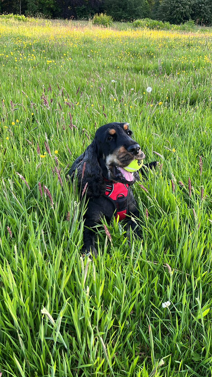 Happy Birthday Doggie Daddy! Me ma’s alright, she throws the ball for me but her walks are crap. Come home soon! Got a few nice chewy bones for us 😜 <a href="/sdbikephoto/">Stephen Davison</a> #archie #cockerspaniel #birthdayparty