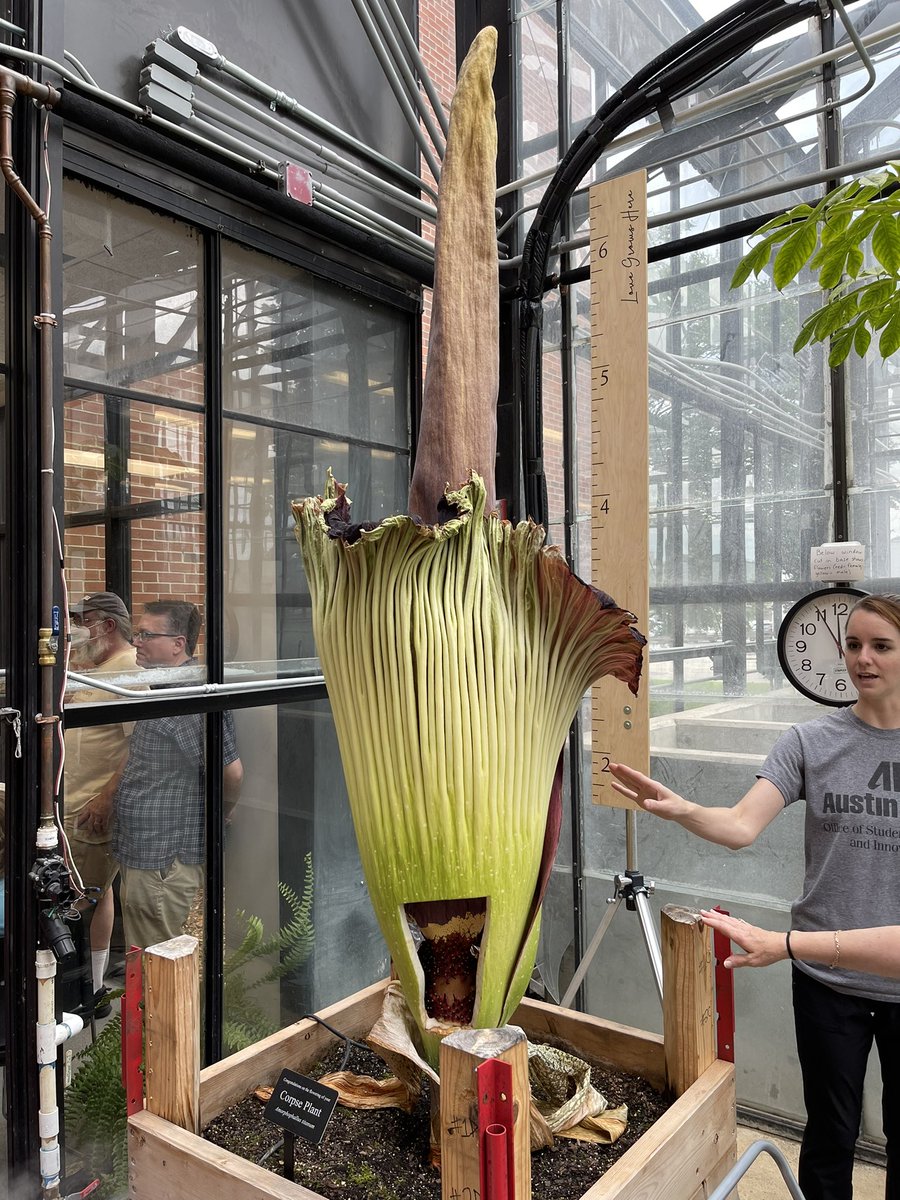 Wendles09's tweet image. Had the pleasure to see and smell the #TitanArum #zesus #corpseplant today at #apsu. A true experience
