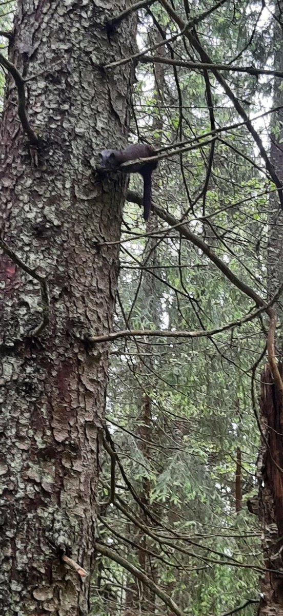 Nature will, even on the worst days remind us that there is a lot of beauty in the world. On one of the nastier days I had in a while I meet a curious Minks on a tree when in the field
#Forbiofunction #chanceencounters