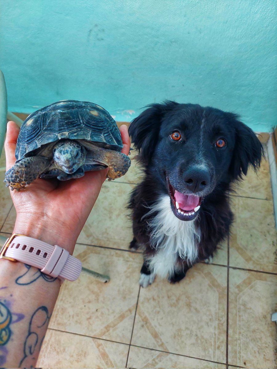 ChivisVeloz's tweet photo. "Él" me regalo una tortuga, se llama Emilio. Emilio y Camelia. 😍🥰 https://t.co/YbEND9enA3
