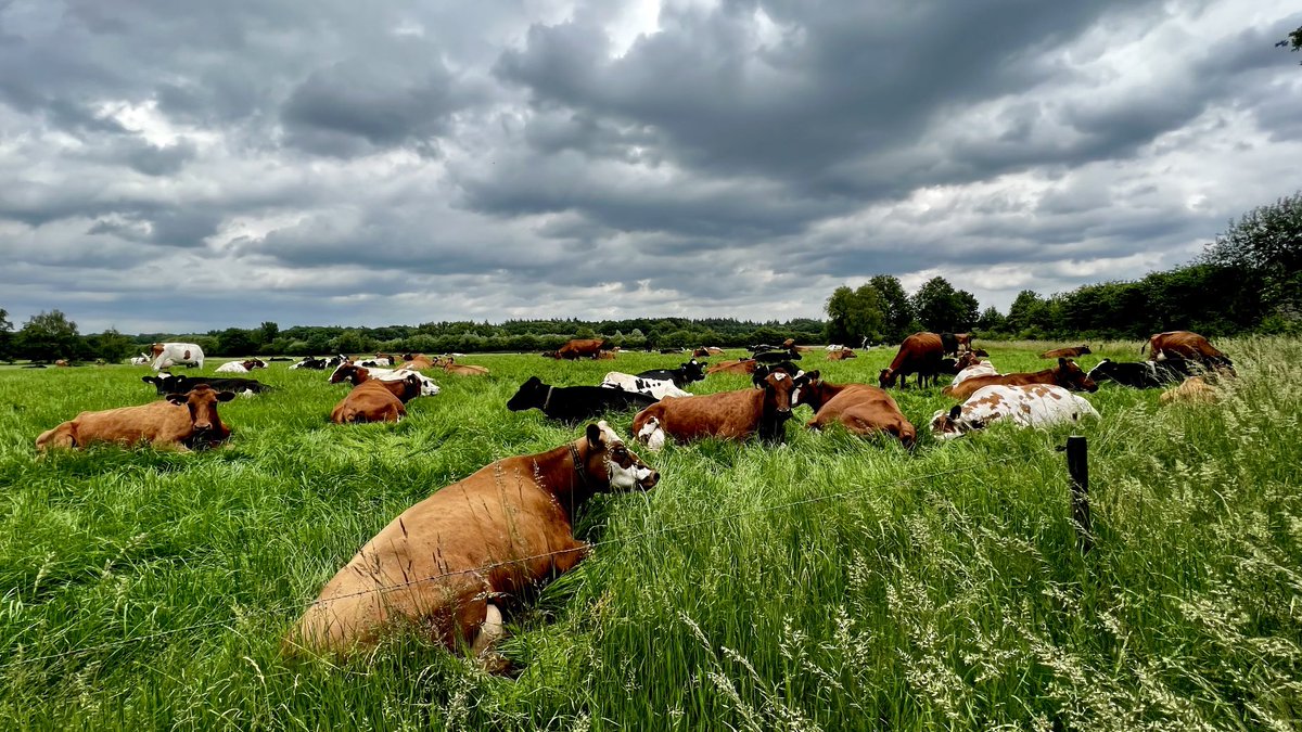 #Korenbloemen en #weidevee in #Giethmen