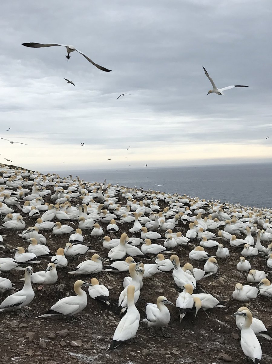 sjwallace06's tweet image. Spilling oil toxicity mechanism facts about birds: We can all picture the sad looking birds covered in oil after a spill, but what about the effects we can’t see with our eyes?
Check out this egg-cellent thread🧵: (1/9) #LaurentianPrairieResearch @LaurentianSETAC @SETAC_PNC
