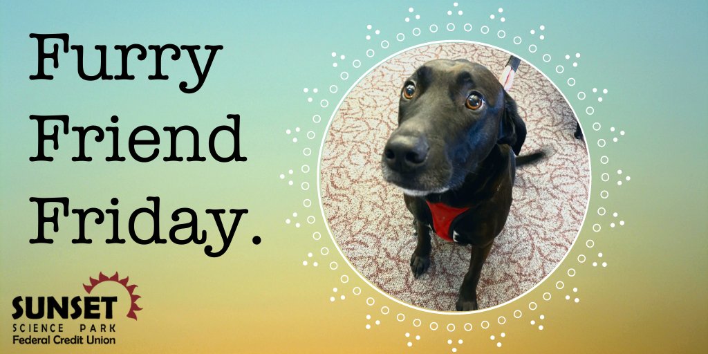 SunsetCU's tweet image. We'd like to introduce you to our furry friend, Jax, on this fine Friday. 🤩 As you can tell, he's a purebred, 100% good boy. 🐶 We love to meet your four-legged pals! ❤️ 

#FurryFriendFriday #SimpleToSwitch #PortlandOregon