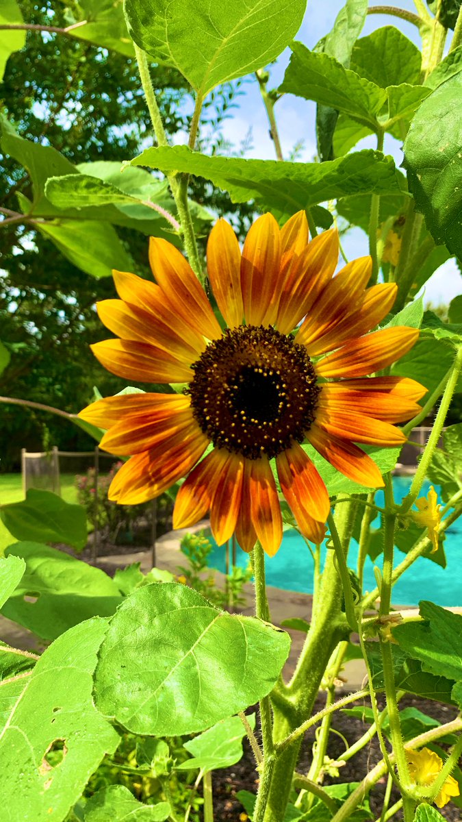 firstdayofhome's tweet photo. I will always plant sunflowers in my vegetable garden. They make me smile every time I see them.🌻 #gardening #GardeningTwitter #flowers https://t.co/8TBGYHVEaR