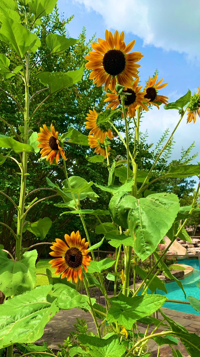 firstdayofhome's tweet photo. I will always plant sunflowers in my vegetable garden. They make me smile every time I see them.🌻 #gardening #GardeningTwitter #flowers https://t.co/8TBGYHVEaR