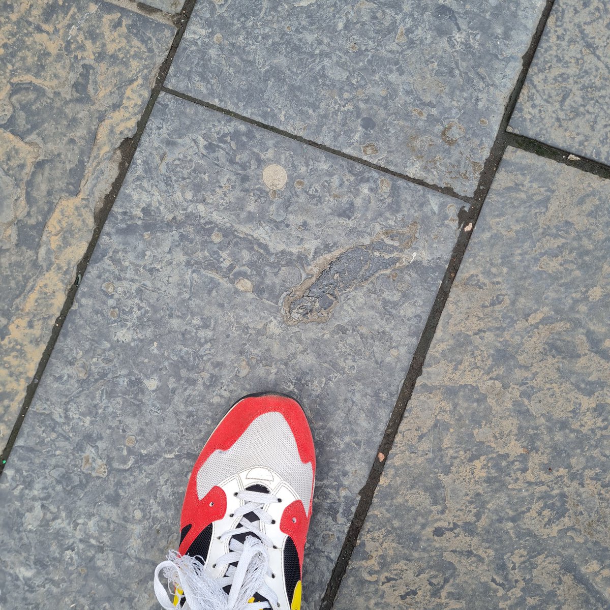 I got some funny looks but I managed to find a few!

#spnhc2022