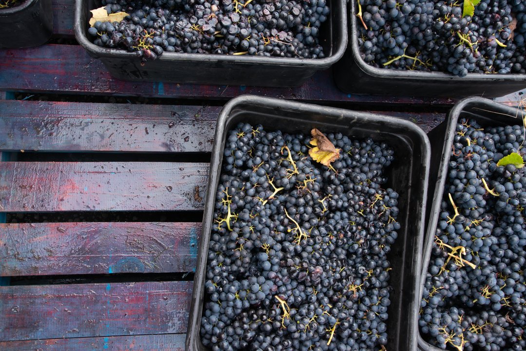 Happy International Rosé Day!! 

You may be wondering why we've used this image - well it's because both our Hawke's Bay Rosé 2021 and our Single Vineyard Molly's Block Rosé 2021 are made from 100% Syrah grapes!

The grapes are rapidly and gently pressed with only the “free-