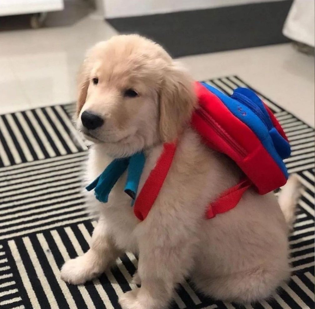 #beykozüniversitesi
#animals
#animalsinheat #animalsofukraine