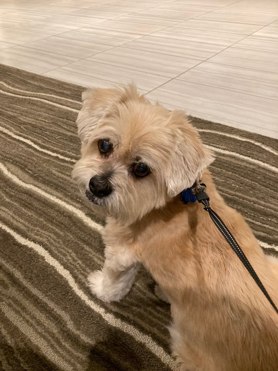 ChiwedeesDaily's tweet photo. I mean we are going for a long walk, right?? RIGHT??! https://t.co/khlo5SJWYx