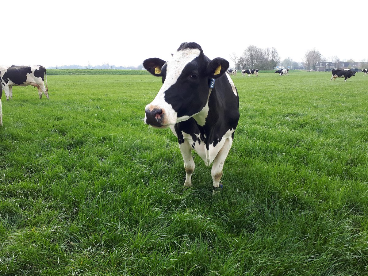 Plannen nationaal stikstofbeleid harde klap voor agrarische sector en voor platteland. Grote zorgen. Dit kan zo niet uitgevoerd worden.
Ik wil, ga en kan niet geloven dat dit goed is voor Nederland.
Vanuit <a href="/ProvincieNH/">Noord-Holland</a> gaat <a href="/CDA/">cda</a> inzetten op bijsturing! <a href="/CDANH/">CDA Noord-Holland</a> <a href="/cdavandaag/">CDA</a>