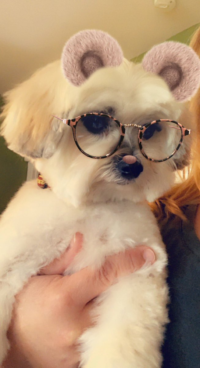 LaralynDoran's tweet photo. My boy got his hair cut today. 🥰 and then I played with filters on Snapchat. #thingsidoinsteadofwriting #writingdeadline #authorlife #morkie #amwritingromance #isthisresearch #pizzaforpages #FWTR @angelajames I think I need to get my butt in a sprint. https://t.co/Q6X4kiOdWa