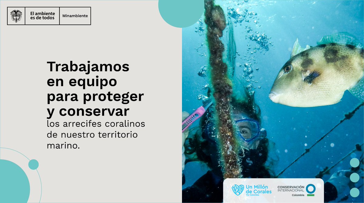 ¡En 🇨🇴 trabajamos #EnEquipo por los ecosistemas! #UnMillónDeCorales 🌊los estamos cultivando junto con organizaciones de pescadores, <a href="/ParquesColombia/">Parques Nacionales Naturales de Colombia</a> <a href="/CIColombia/">Conservación Internacional 🇨🇴</a> <a href="/coralesdepaz/">Corales de Paz</a> <a href="/coralina_sai/">CORALINA</a> <a href="/cardique/">Cardique</a> <a href="/CORPAMAG/">CORPAMAG</a> <a href="/carsucre/">carsucre.gov.co</a> <a href="/invemarcolombia/">INVEMAR</a> <a href="/FMalpelo/">Fundación Malpelo</a>, Escuelas de Buceo y ONG locales.