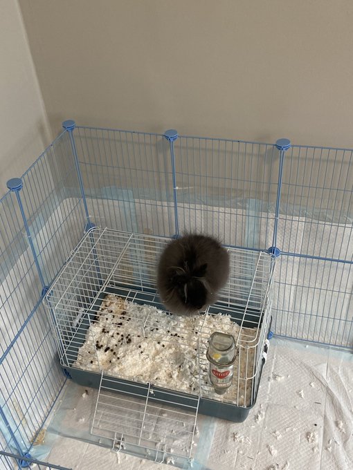 i was wonder how Dior was able to pee on the wall liners and now i know how https://t.co/Ynhr2SqRXc