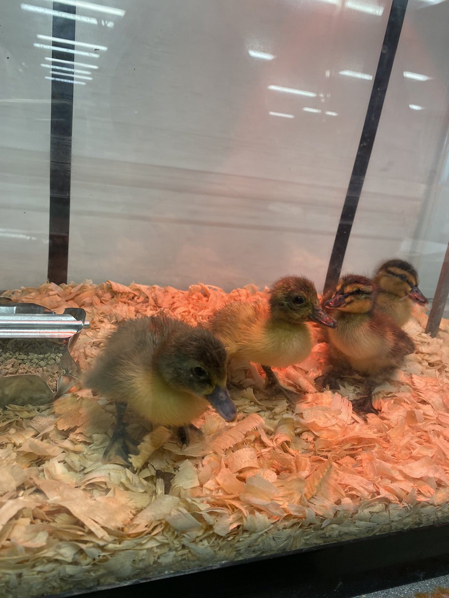 Herkimer_Ag's tweet image. Love to see the community here @HerkimerCSD come together for these little #ducklings ! How cute are they!? #cute #AgEduction #AgTeacher #highschool #middleschool #teacher #HerkPride #hatching