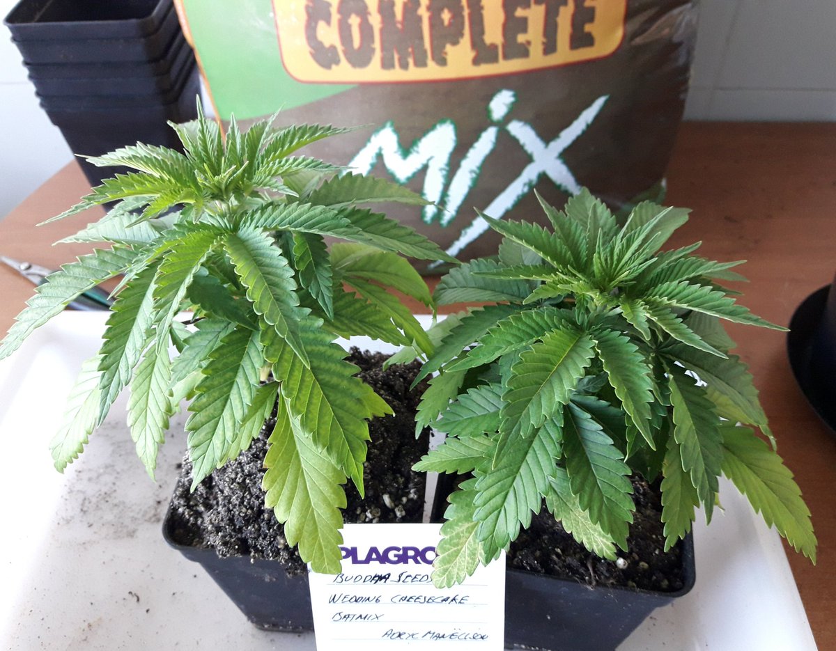 AdrycManellson's tweet photo. Weed Noche @RaulSantos1981 y Feliz esperamos mi Hada @INMAQ16 desde #AdrycsCove.
Mira mis #WeedingCheeseCake de @BuddhaSeeds #Transplante de 750cc #Sust #BatMix @PlagronAruba by @DPlantasur a #2Gal #CompleteMix #TopCrop.
Alegría, Abrazos y Besos..🧚♂️😎
#PorLosViejosTiempos https://t.co/5xMiajLceo