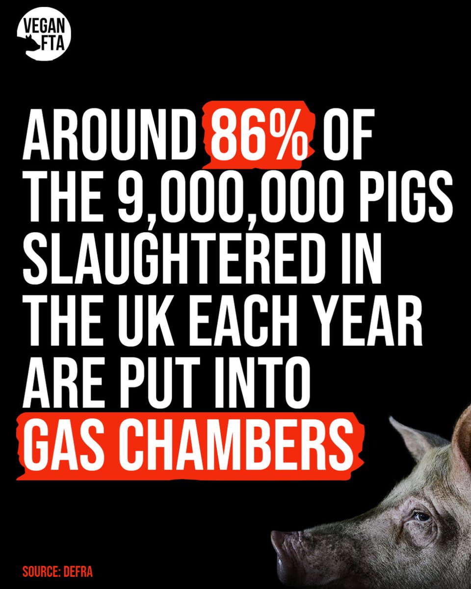 teamveganfta's tweet photo. Around 86% of the 9 million #pigs slaughtered in the #UK each year are exposed to high concentrations of CO2 according to a 2019 DEFRA report. Pigs gasp for air&amp; struggle to escape for up to a minute before losing consciousness💔

Take Action for Animals: https://t.co/KLdJeTluTB https://t.co/963GGBCNf6