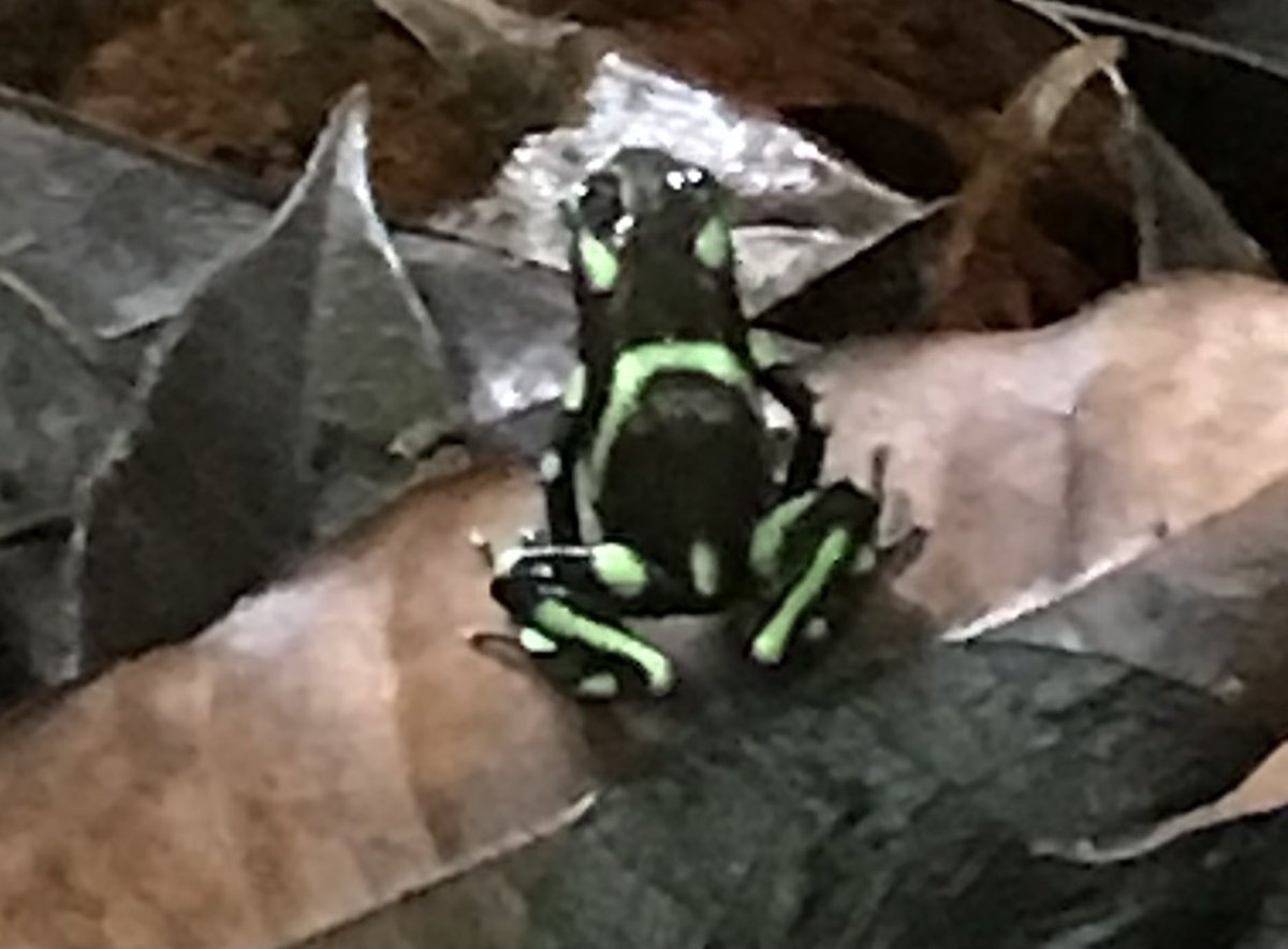 Sci8Mrsjp's tweet photo. Discovering diversity in the Costa Rican Rain Forest in Carara National Park. So amazing to see  the colorful flowers, frogs and insects. @WSMSLovejoyISD @lovejoyisd1 @WorldStrides https://t.co/4df8nDG3Iv