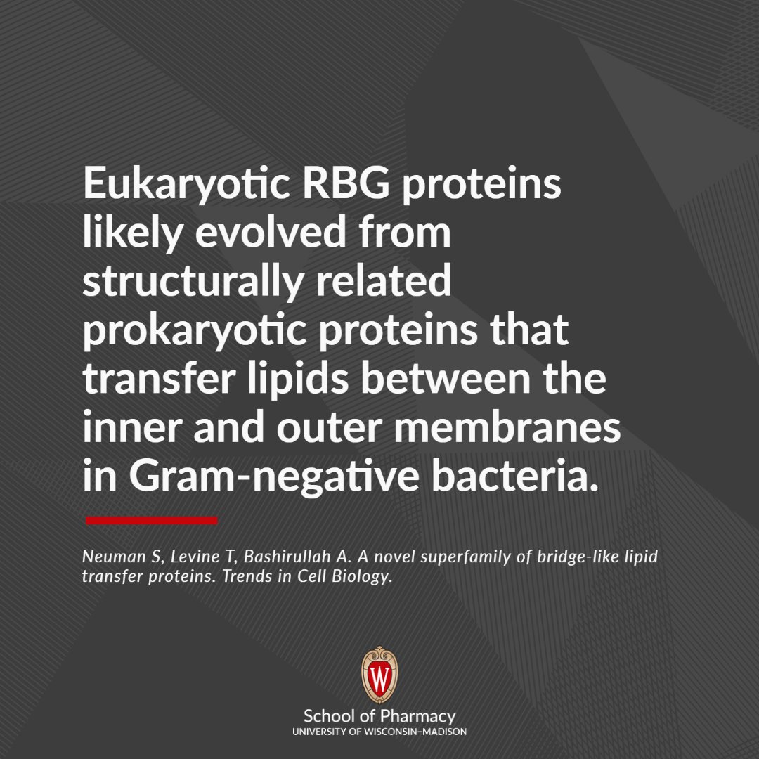 UW–Madison School of Pharmacy (@uwmadpharmacy) on Twitter photo The Bashirullah Lab & collaborators review the structure of a new type of bridge-like lipid transfer protein and identify a repeating modular unit, the repeating β-groove (RBG) domain, that unifies an RBG protein superfamily. | <a href="/lab_levine/">tim_levine_lab</a> <a href="/hobbitflygirl/">Sarah Neuman</a>
sciencedirect.com/science/articl… The Bashirullah Lab & collaborators review the structure of a new type of bridge-like lipid transfer protein and identify a repeating modular unit, the repeating β-groove (RBG) domain, that unifies an RBG protein superfamily. | <a href="/lab_levine/">tim_levine_lab</a> <a href="/hobbitflygirl/">Sarah Neuman</a>
sciencedirect.com/science/articl…