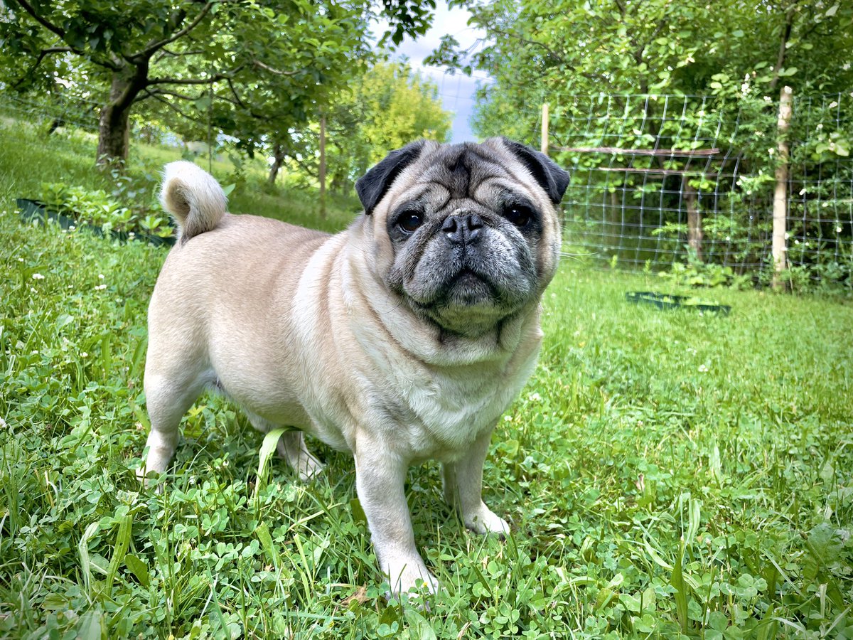Maurice_the_Pug's tweet photo. Come take a ride with us ➡️ https://t.co/hHgdMNIEuM☀️🌥
Have a great weekend! 😍
#MauriceThePug #BubbleThePug #summervibes #backyard #happy #weekend #summer #romania #pug #dog #puglife https://t.co/V9MxwEZ9lS