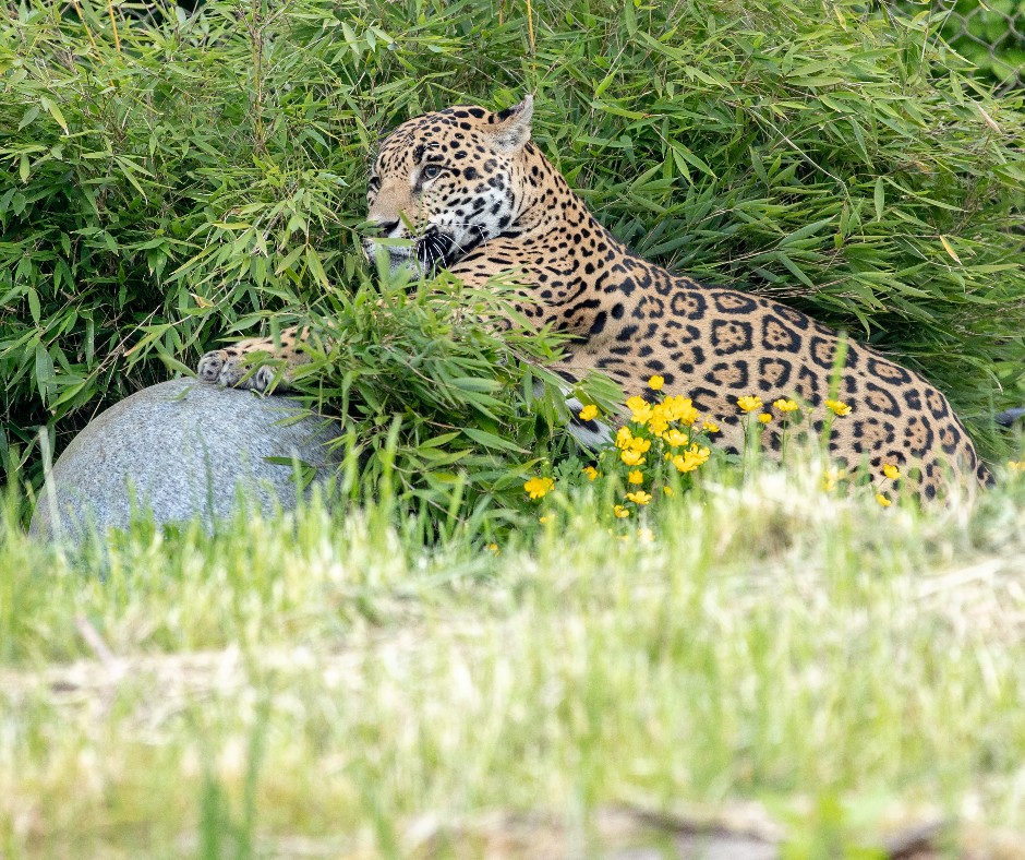 woodlandparkzoo's tweet photo. We love jaguar conservation as much as Fitz loves his enrichment ball! Learn how your visits help support the Northern Jaguar Project: https://t.co/ZFOmTARz7c
#FitzFriday #FridaysWithFitz https://t.co/avPfTsYsK9