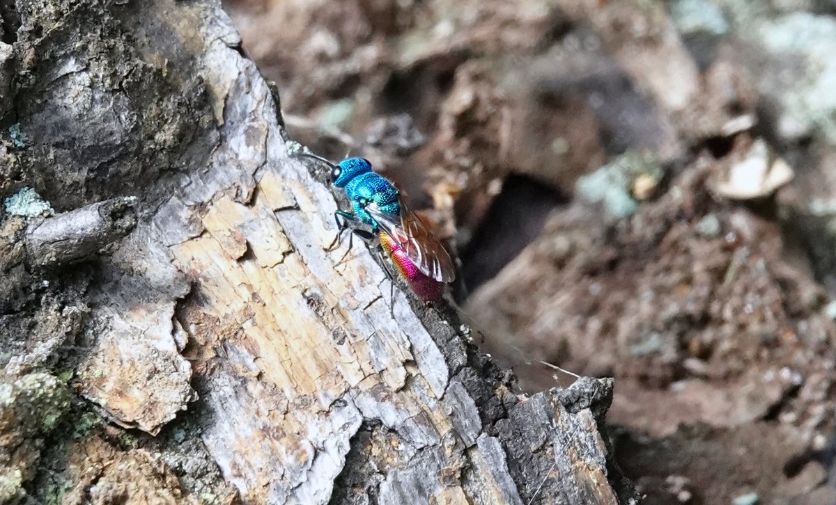 Hey Team <a href="/BBCSpringwatch/">BBC Springwatch</a> <a href="/ChrisGPackham/">Chris Packham</a> 
Photographed this Ruby-tailed Wasp at Ken Hill today (10-06-22) at the beaver pond on a #countrysideregenerationtrust team visit 
High res: flic.kr/p/2nrbatX
