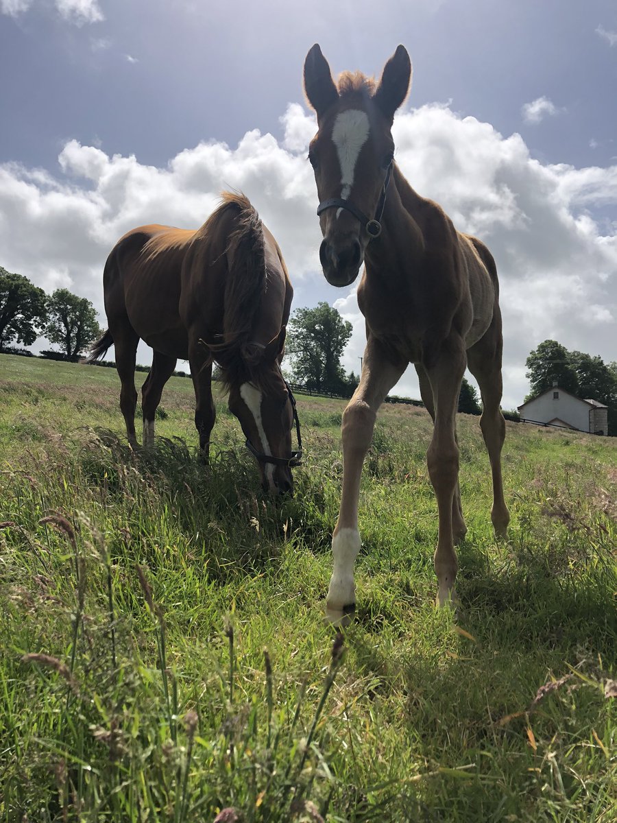 Over the moon here! Thricha, Tangos dam out relaxing with her Valirann filly foal this morning. She has big boots to fill! Congrats to everyone involved with this lovely filly. Many more good days to come with her I’m sure!