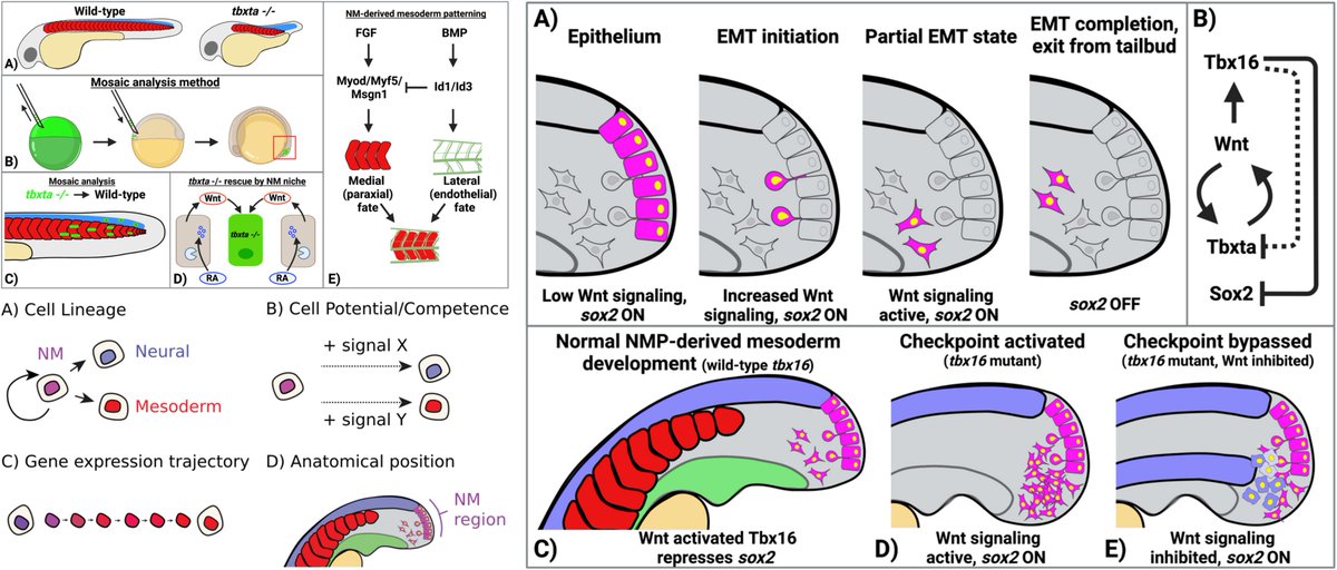 #DBfeature #Zebrafish

A fishy tail: Insights into the cell &amp; molecular biology of neuromesodermal cells from zebrafish embryos

by Benjamin Martin &amp; Benjamin Steventon <a href="/SteventonLab/">Steventon Lab</a>

Neuromesodermal progenitors give rise to neural &amp; mesodermal cell types
sciencedirect.com/science/articl…