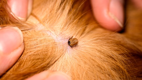 DogWalksNearMe's tweet photo. A look at tick bites on your pet - how to prevent them and how to remove them. Keep your dogs safe!

Link: https://t.co/eXQkDvPylQ

#DogWalksNearMe #TheDogBlog #Ticks #TickBites #DogHealth https://t.co/uhP9xKQD9g
