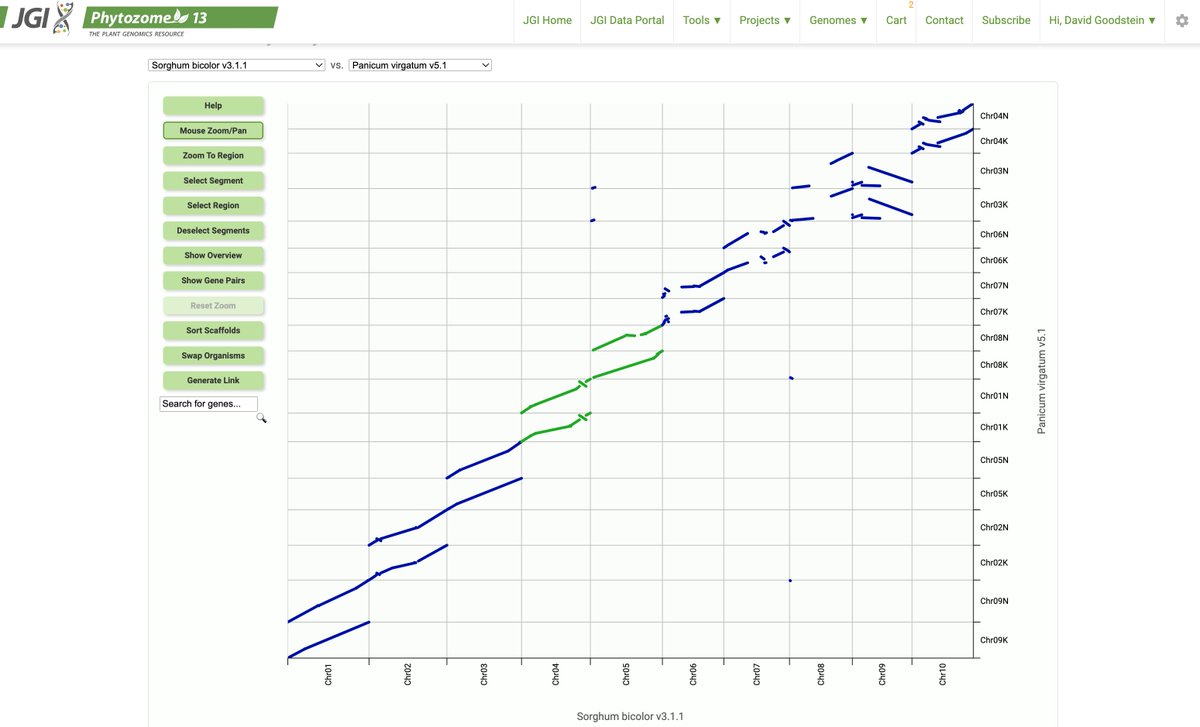 phytozome's tweet photo. Explore plant polyploidy with the new GENESPACE multi-scale synteny viewer on Phytozome.  Go to https://t.co/xFIUPl1OIu or choose Synteny from the Phytozome Tools menu. @jgi @hudsonalpha @_johntlovell https://t.co/YFuHrkI6ue