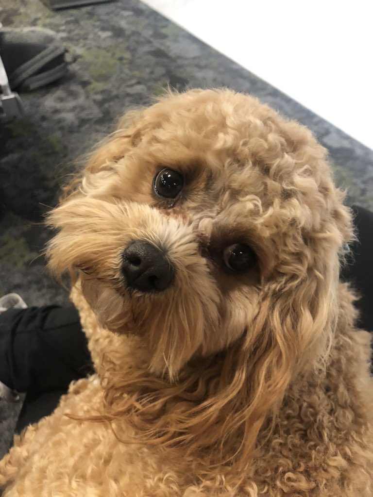 DBfromTN's tweet photo. Birdie Blue, how do you plead for taking a shit in the middle of the airport floor?  Birdie Blue: “Guilty AF, Mama” 🤦🏻‍♀️🙈🤷🏻‍♀️ https://t.co/daCptM56YE