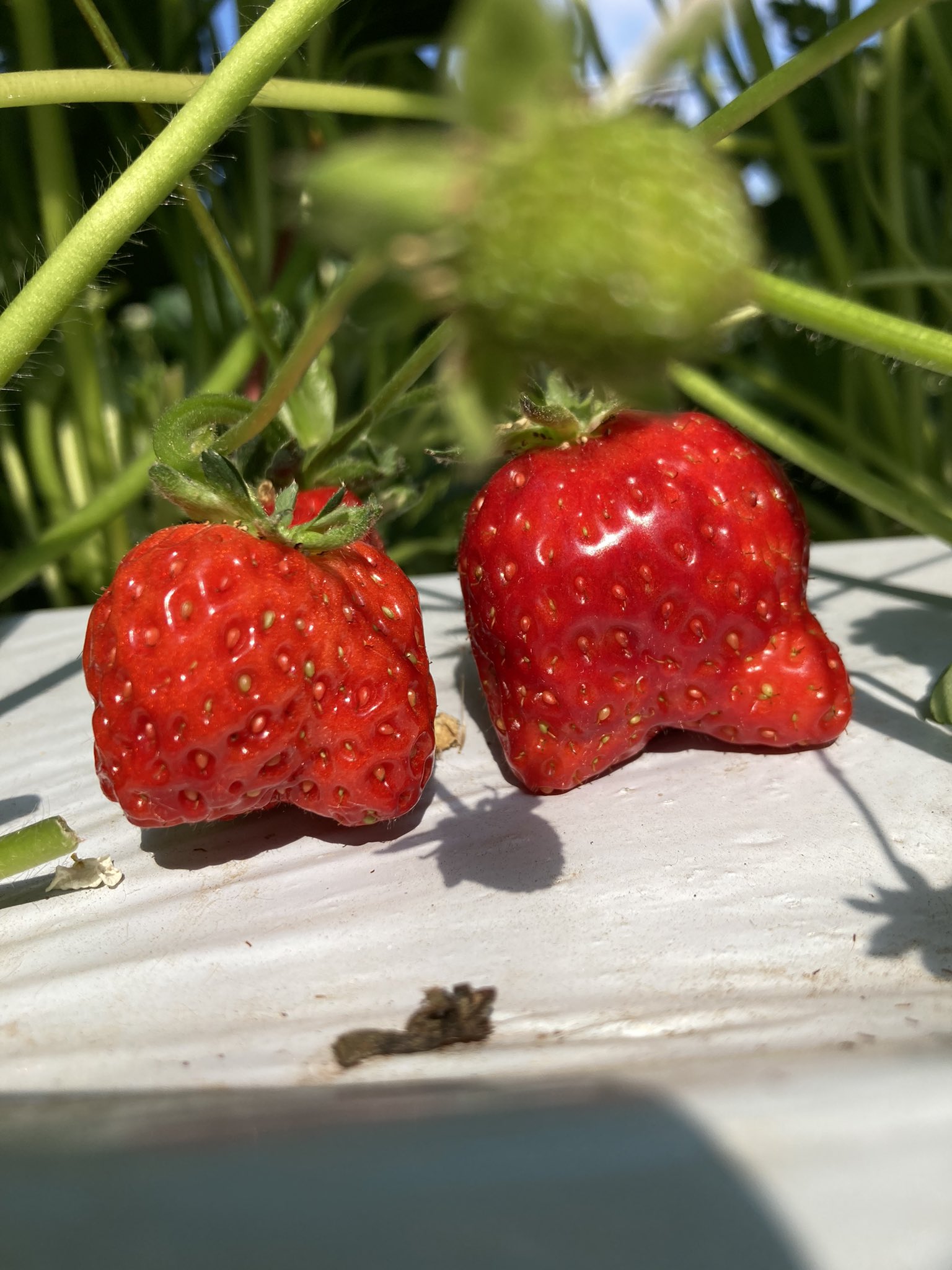 ニトリ観光果樹園 旧山本観光果樹園 Yamamoto Fruits Twitter